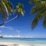Coconut trees In Fiji islands